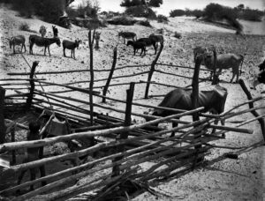 "Res sedienta y cazimbas vacías"