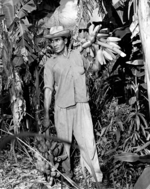 Sin título [Campesino cargando racimos de topochos]