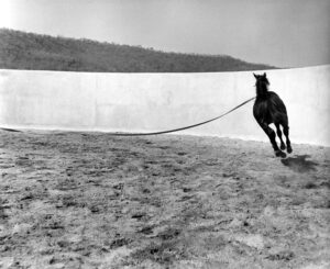 "Un potro en el picadero"