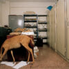 “Cosas que hablan: gato doméstico”, de la serie “Las personas y las cosas”, Caracas,
2009: ©Ángela Bonadies